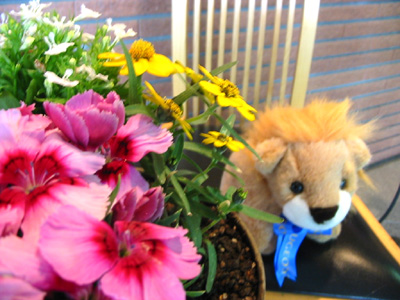 ニャがの日和。。。１