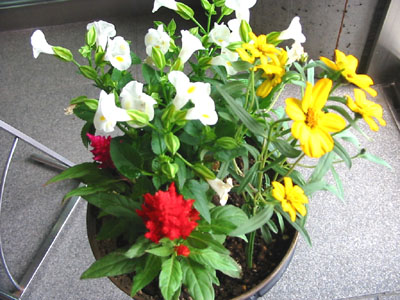 にゃがの日和。。。2