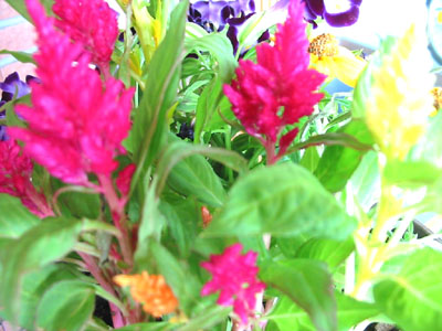 にゃがの日和。。。2