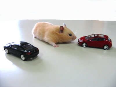 どっちが大きい？？