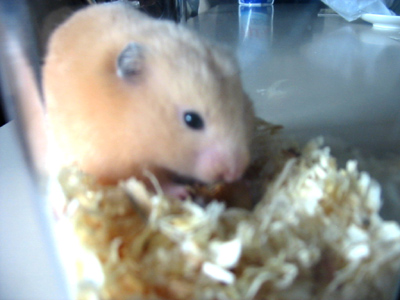 どっちが大きい？？