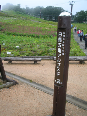＊＊＊花まみれ＊＊＊