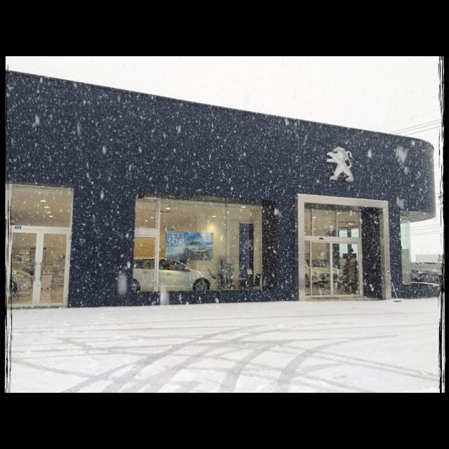 雪が降ってきました！