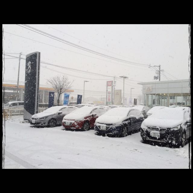 雪が降ってきました！