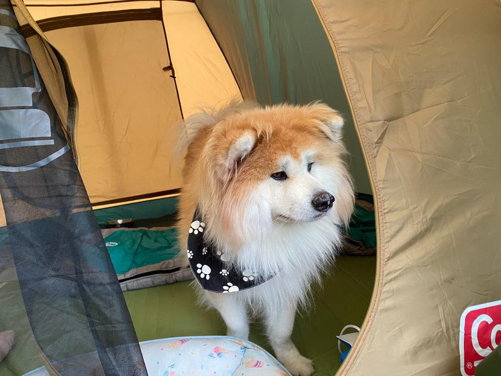 秋田犬とオジサンが寄り添う休日。