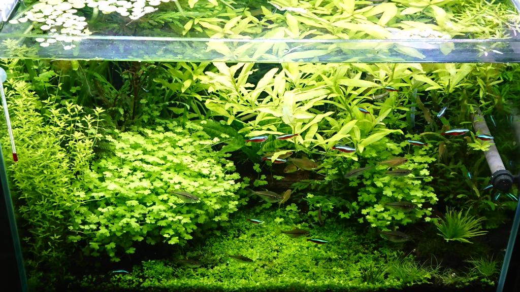 雑草