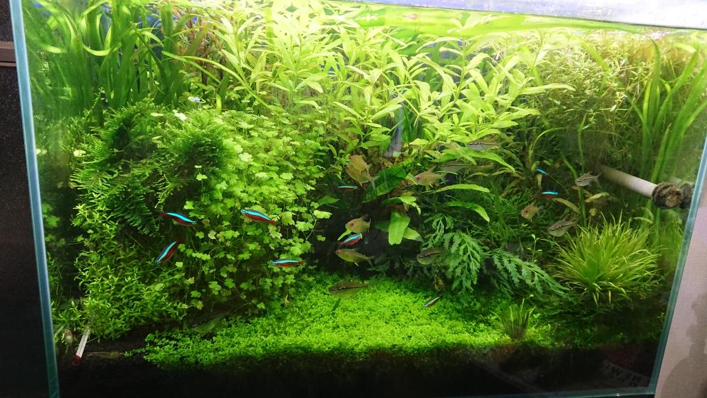 雑草